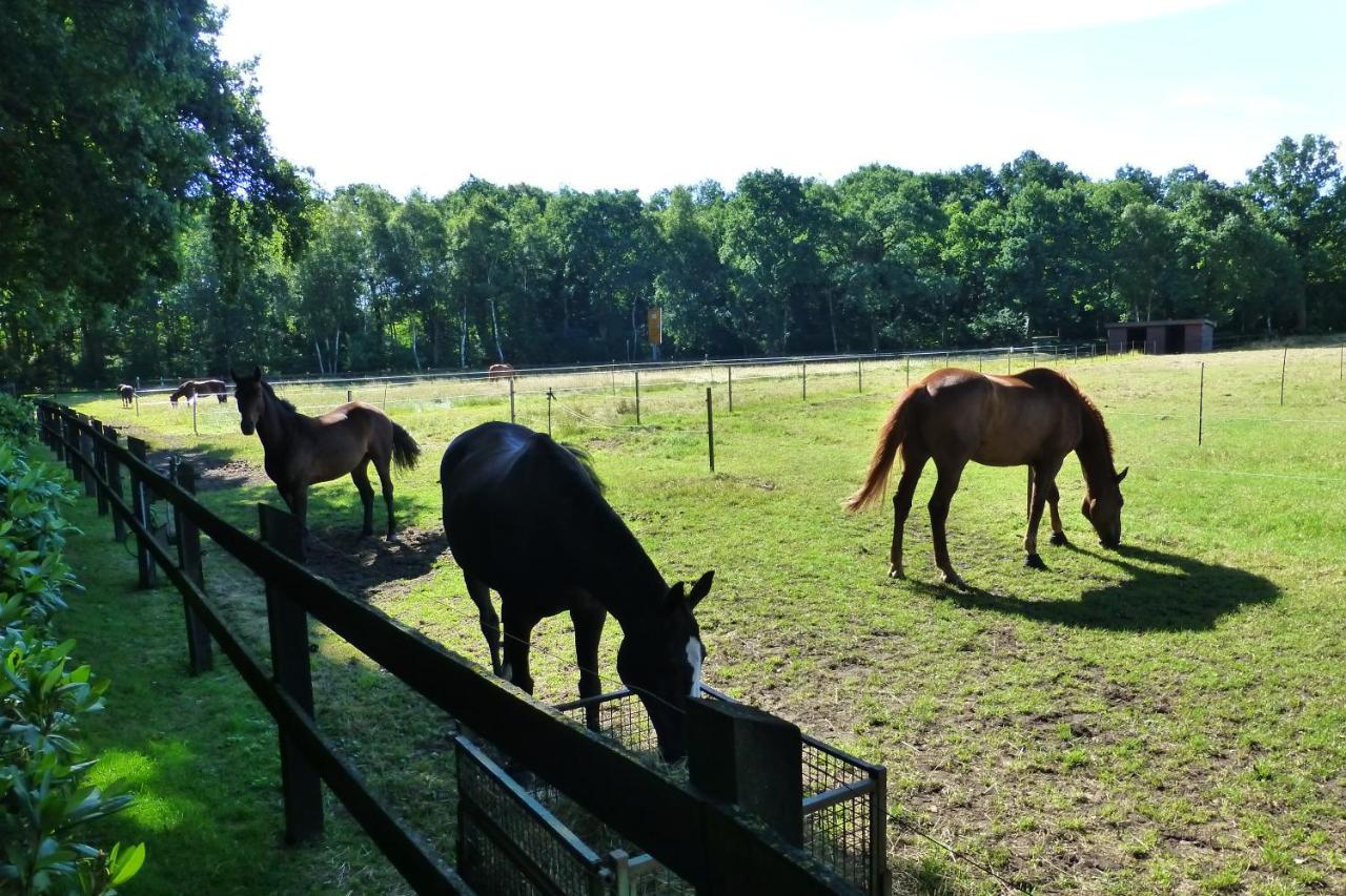 Große Ferienwohnung, auf Bauernhof mit Ponys und Pferden, ländlich und ruhig, Nähe Dümmer See Holdorf Exterior foto