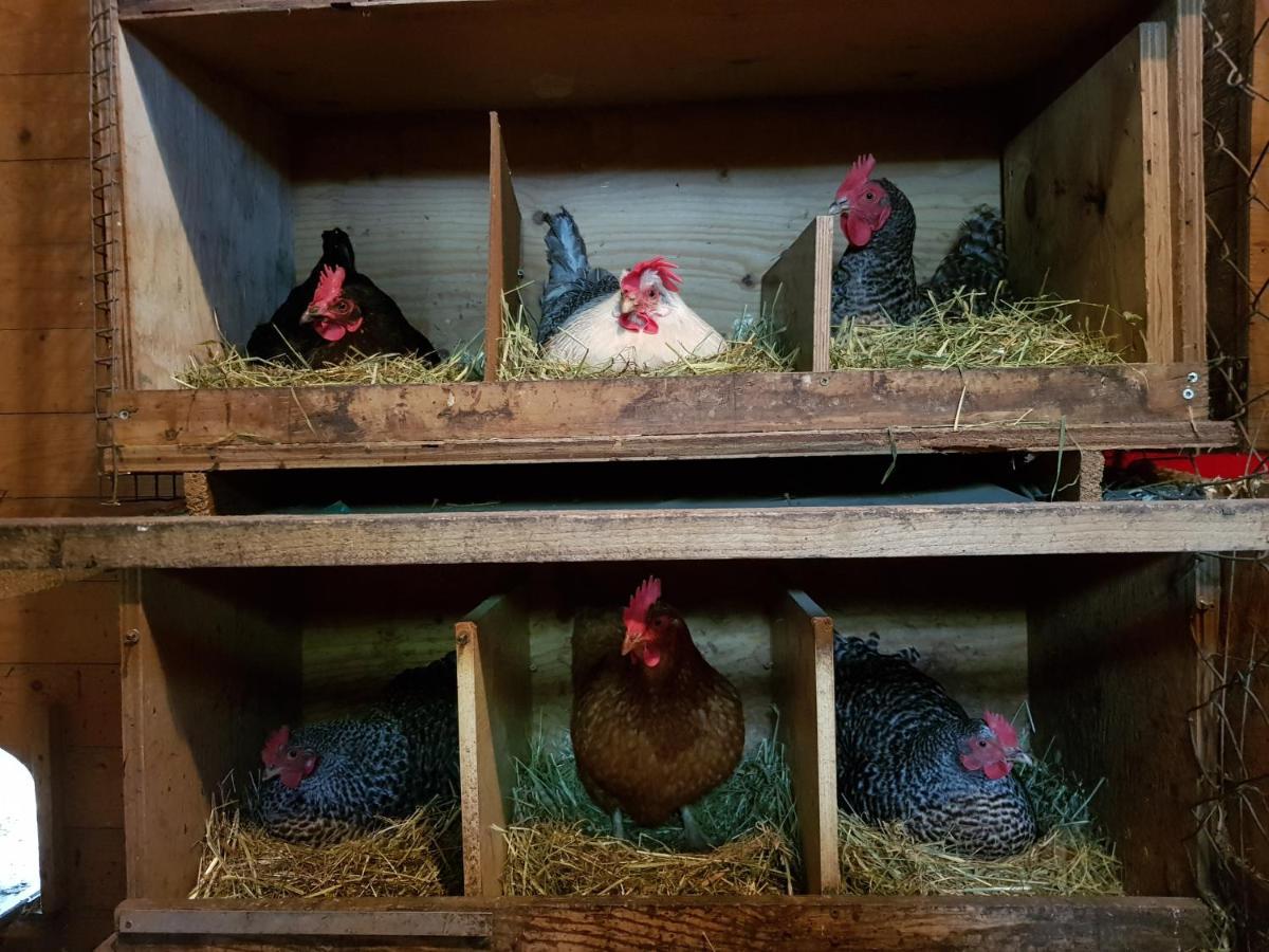 Große Ferienwohnung, auf Bauernhof mit Ponys und Pferden, ländlich und ruhig, Nähe Dümmer See Holdorf Exterior foto