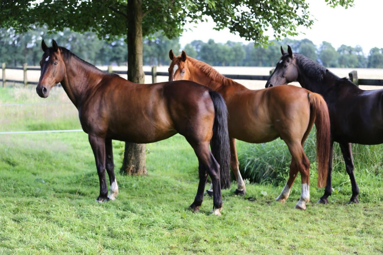 Große Ferienwohnung, auf Bauernhof mit Ponys und Pferden, ländlich und ruhig, Nähe Dümmer See Holdorf Exterior foto